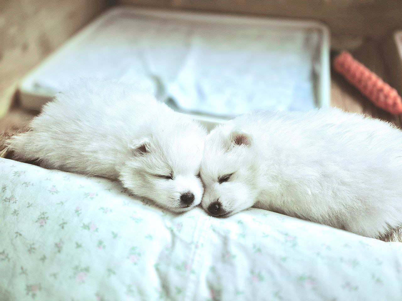 2 щенка японского щенка новый помет